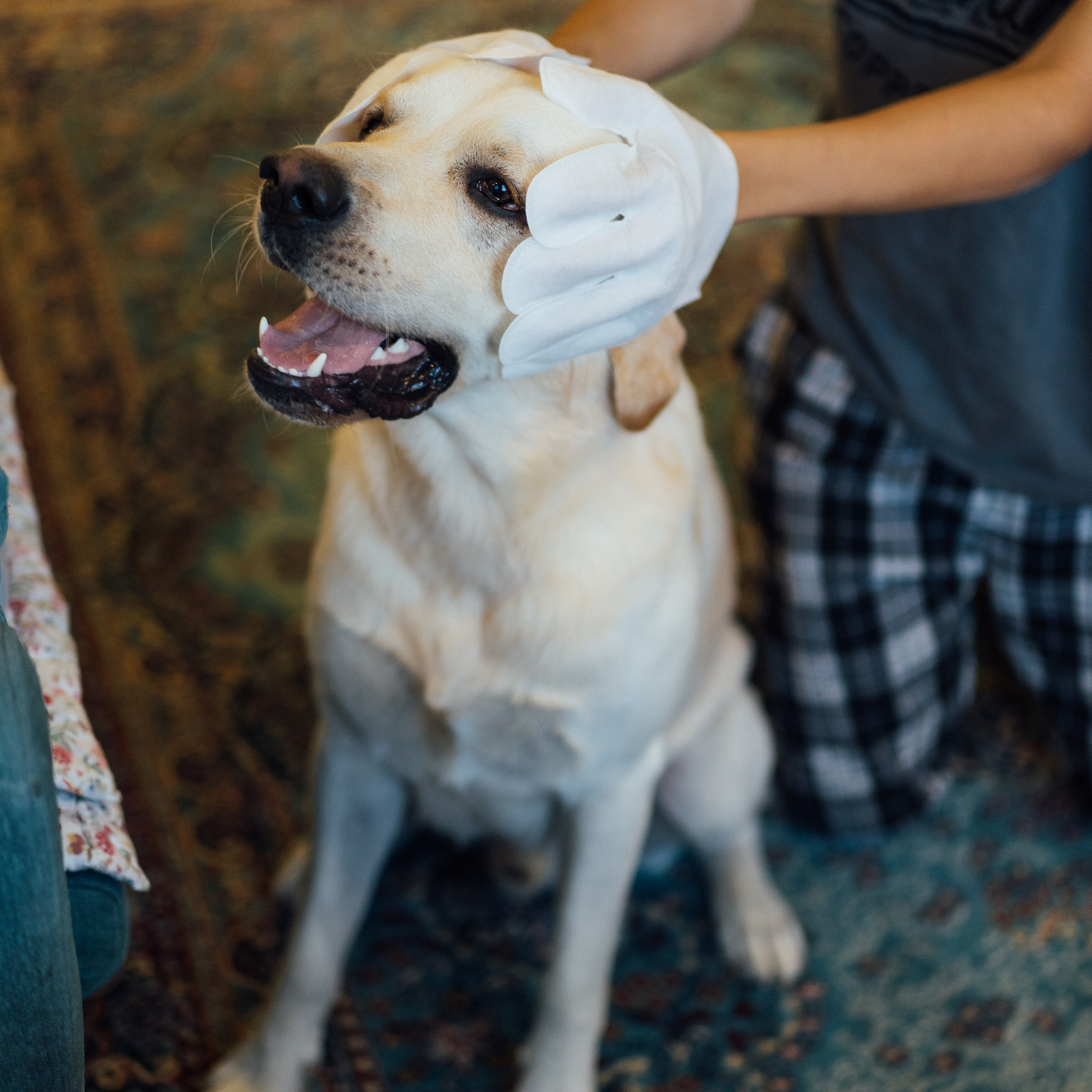 Нохой муурны салфеткан бээлий