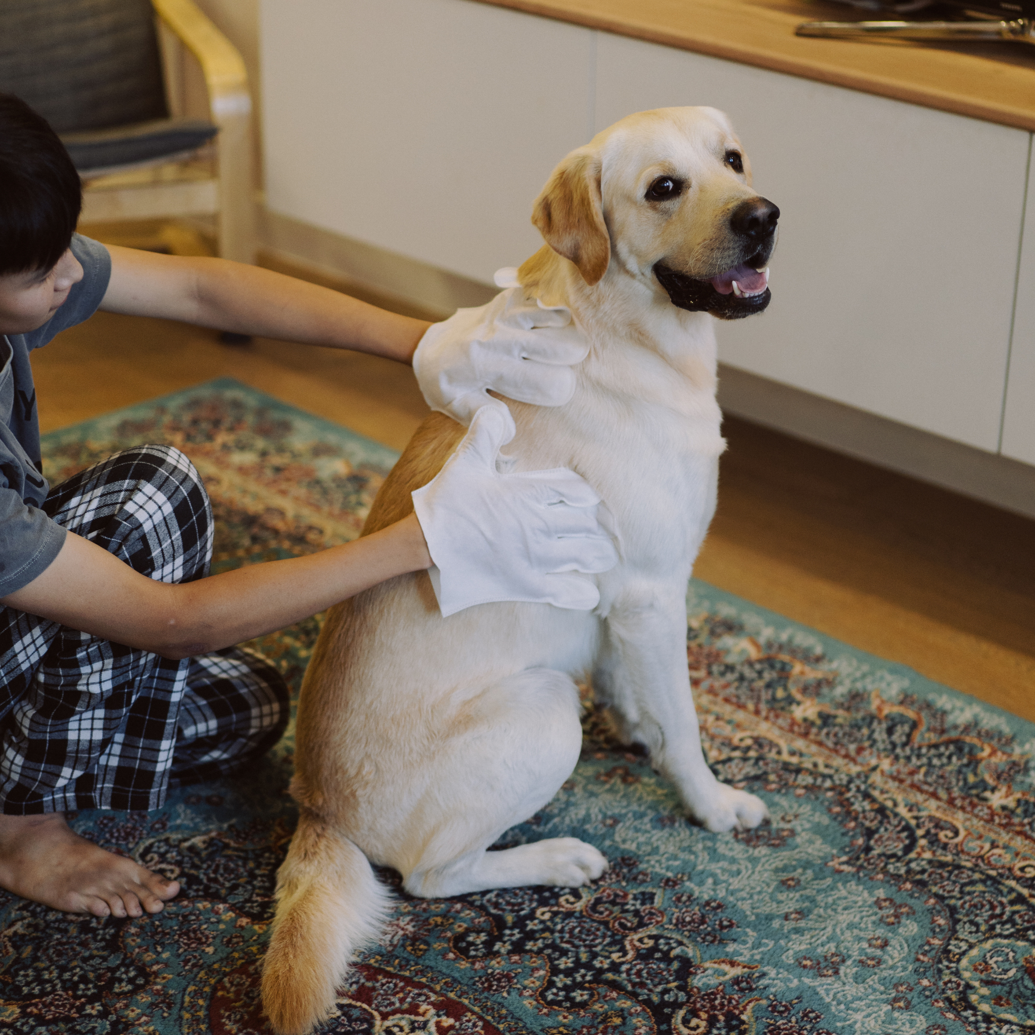 Нохой муурны салфеткан бээлий