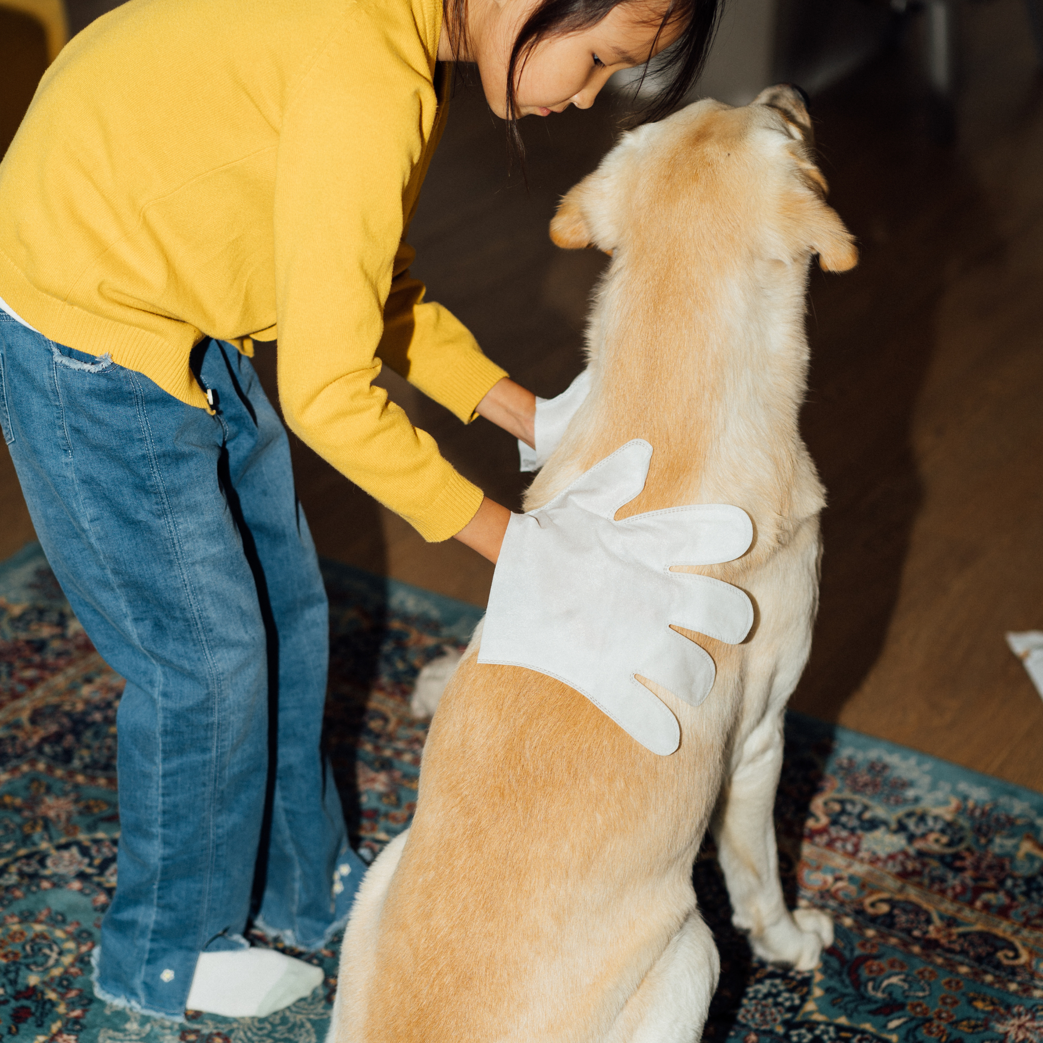 Нохой муурны салфеткан бээлий