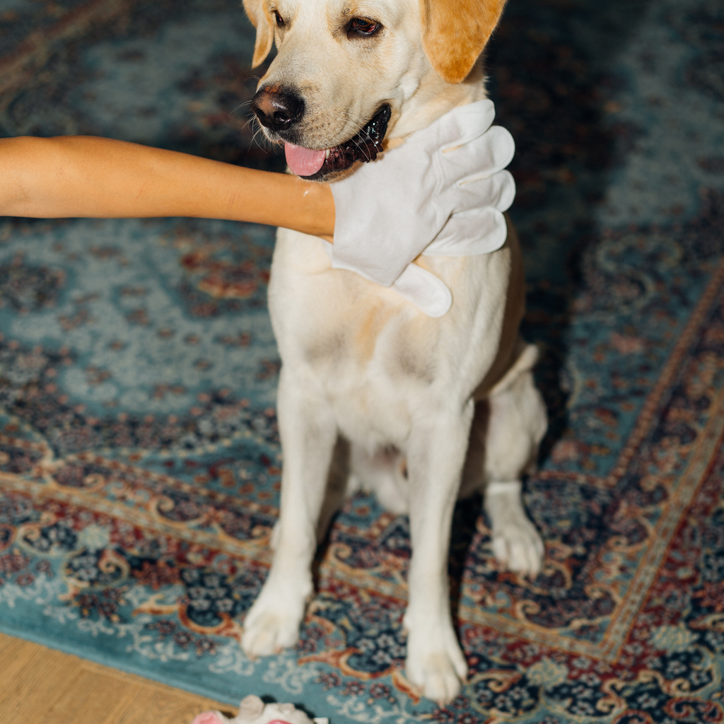 Нохой муурны салфеткан бээлий  2 Ширхэг