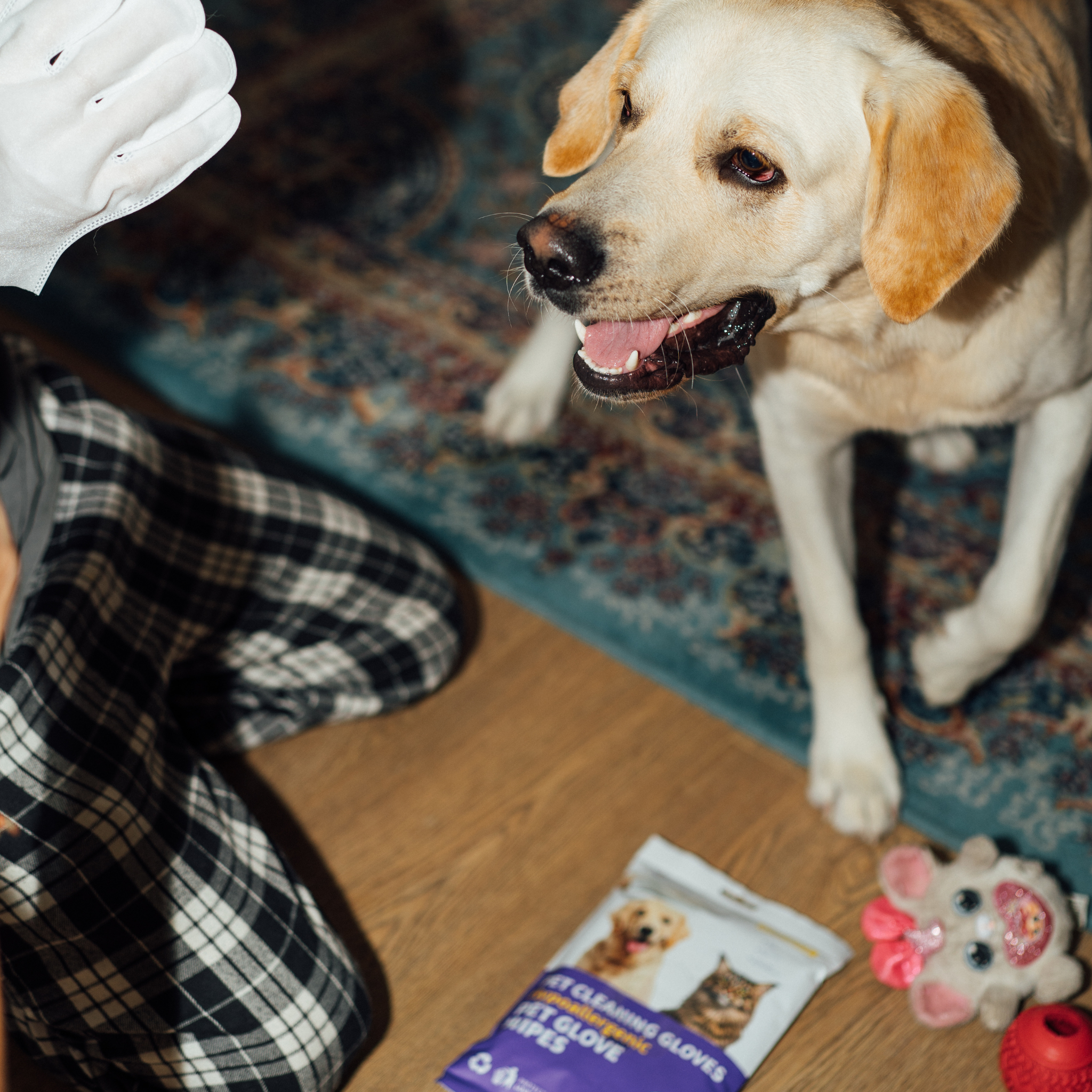 Нохой муурны салфеткан бээлий  2 Ширхэг